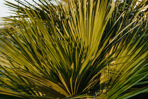How Does Saw Palmetto Prevent Hair Loss for Men?